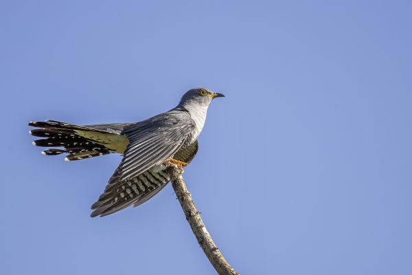 Common cuckoo