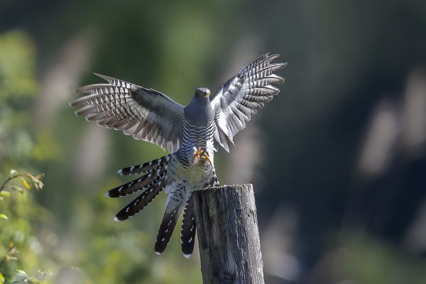 Common cuckoo