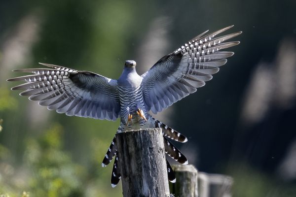 Common cuckoo