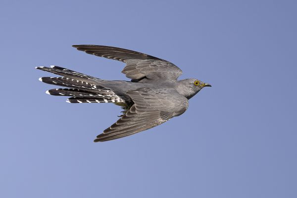 Common cuckoo