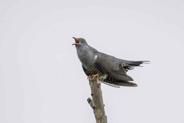 Common cuckoo