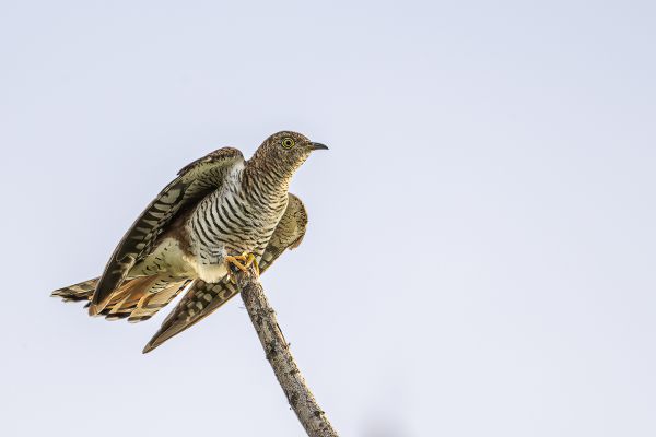 Common cuckoo Rufous female