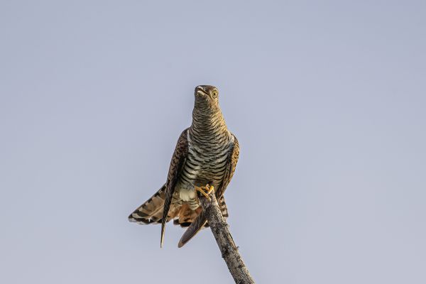 Common cuckoo Rufous female