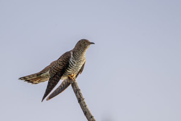 Common cuckoo Rufous female