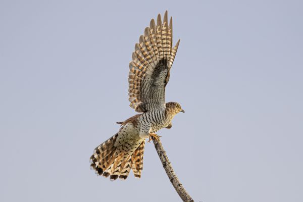 Common cuckoo Rufous female