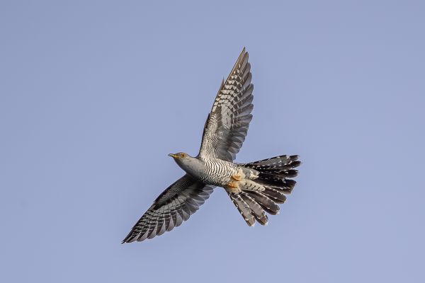 Common cuckoo