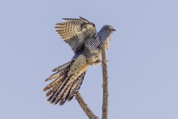 Common cuckoo