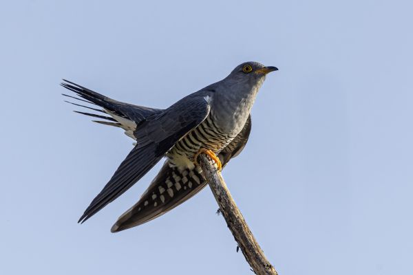 Common cuckoo