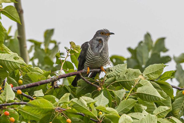 Koekoek female