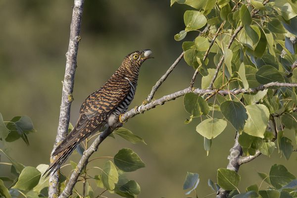 2022-05-18-koekoek-vrouwtje-rufous-017302CBC4E-2006-38EE-03D1-B860B4D7A575.jpg