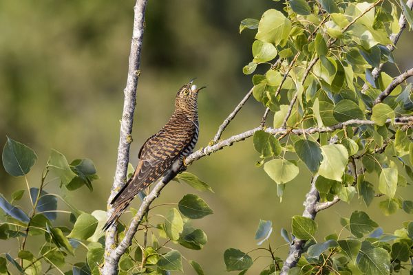 2022-05-18-koekoek-vrouwtje-rufous-0325266772D-B49A-C292-EF23-8AC33655FCA6.jpg