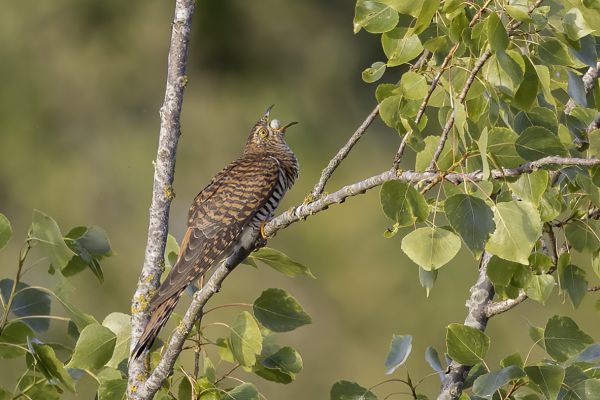 2022-05-18-koekoek-vrouwtje-rufous-037CCF92597-DFEC-F060-6D25-3431C21BD566.jpg