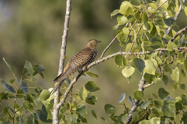 2022-05-18-koekoek-vrouwtje-rufous-04700D76147-7B2B-DA54-DDD6-9A9B185BDE70.jpg