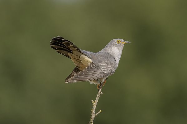 2022-05-28-koekoek-111840B0FF6-3F6F-1E79-1823-E23783316124.jpg
