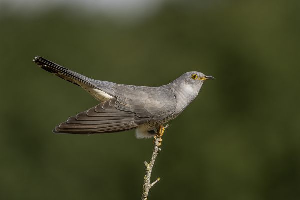 2022-05-28-koekoek-2e-kj-021B8D0C2F8-4BC0-E6A5-120C-50AF5F86E867.jpg