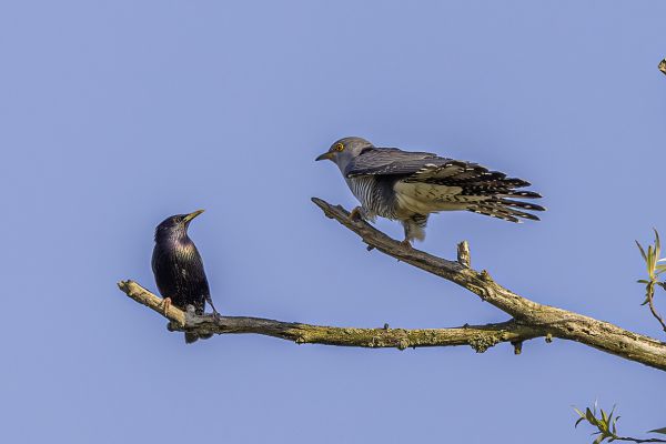 2022-06-02-koekoek-0277C2B8F06-8E30-68F1-D4D5-B9F4B3B104FE.jpg