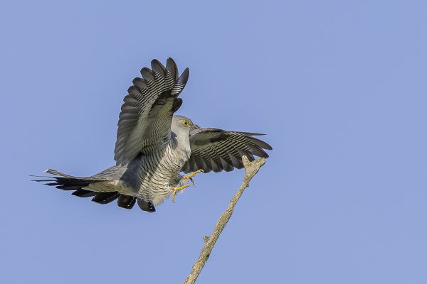 Common Cuckoo