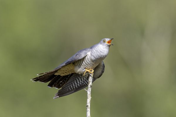 Commom Cuckoo