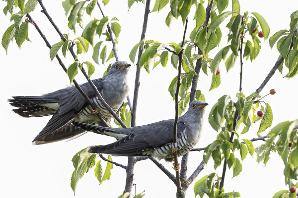 Common Cuckoo