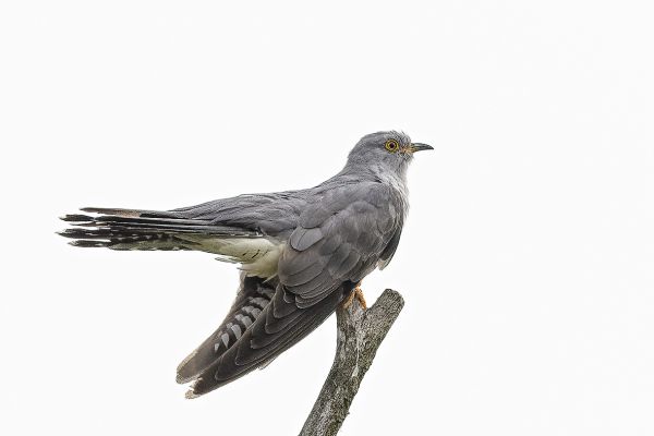 Common Cuckoo