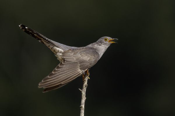 Common Cuckoo