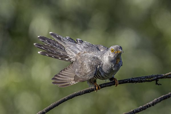 Common Cuckoo