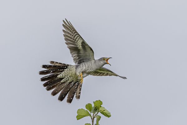 Common Cuckoo