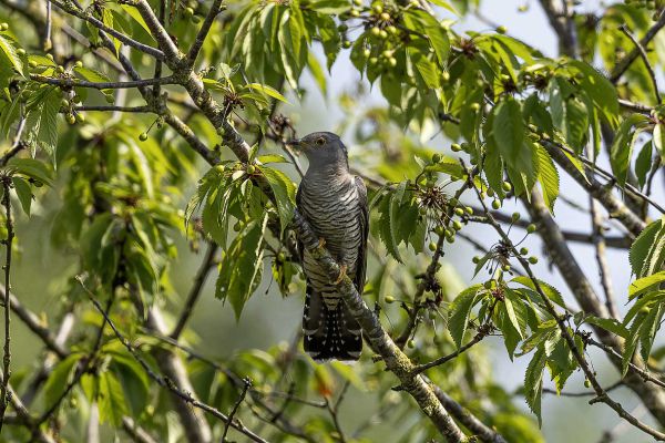 Common Cuckoo