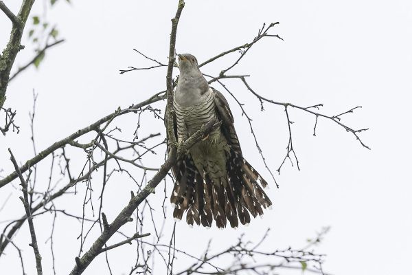 Common Cuckoo