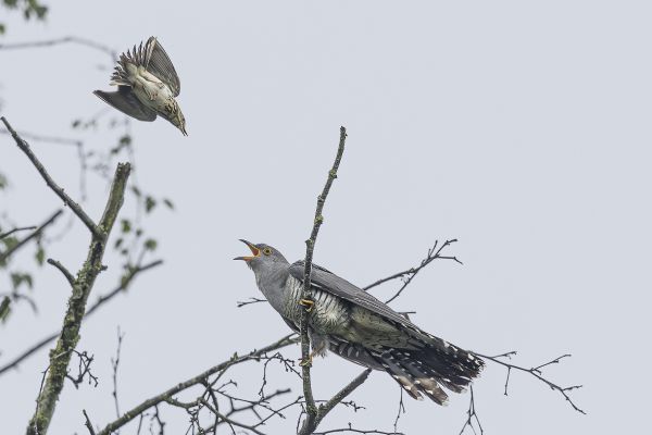 Common Cuckoo