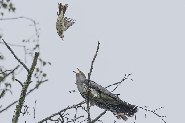 Common Cuckoo