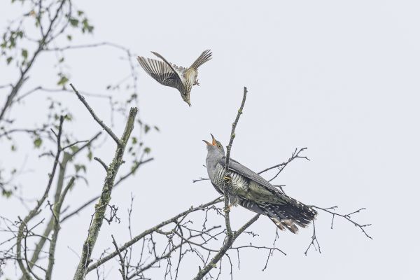 Common Cuckoo