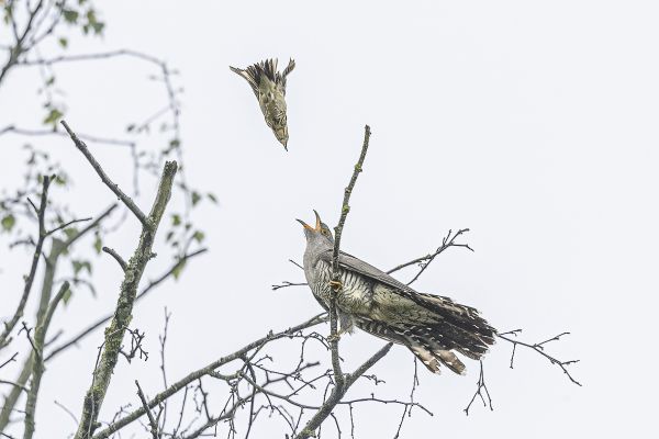 Common Cuckoo