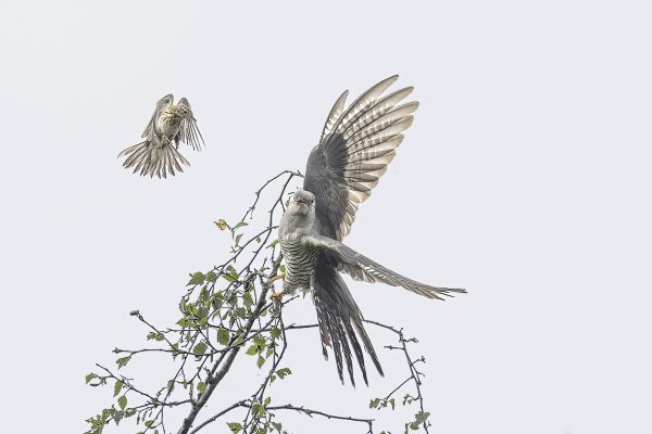 Common Cuckoo
