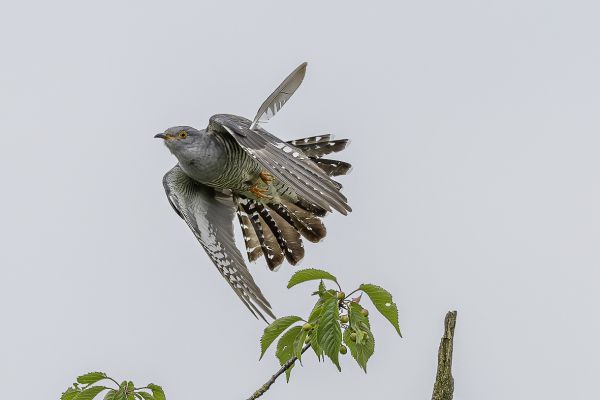 Common Cuckoo