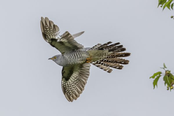Common Cuckoo