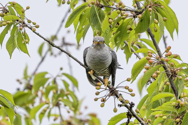 Common Cuckoo