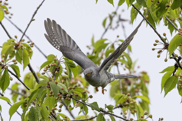 Common Cuckoo