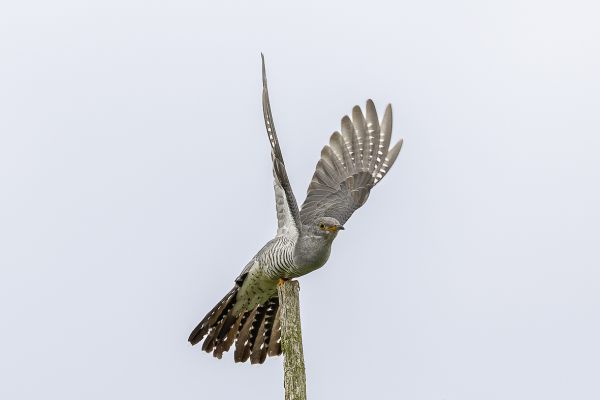 Common Cuckoo