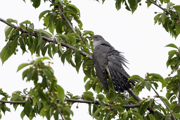 Common Cuckoo