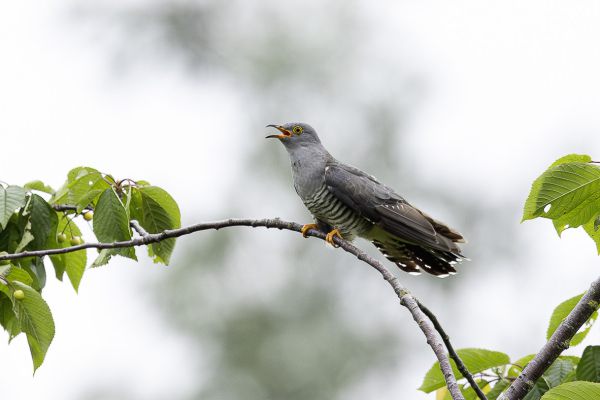Common Cuckoo
