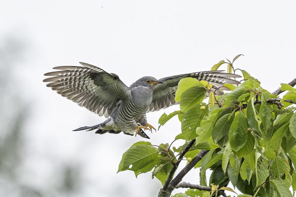 Common Cuckoo