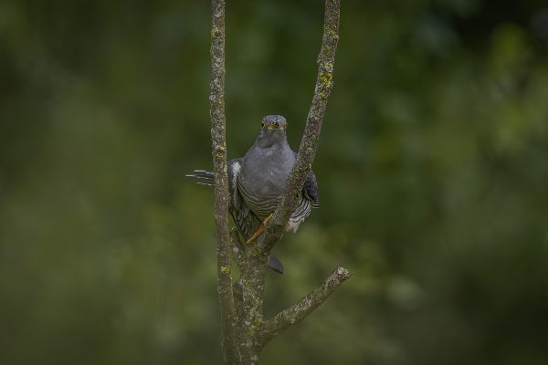 Common Cuckoo