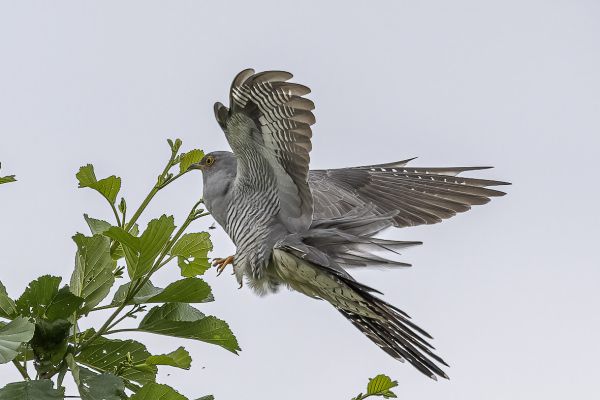Common Cuckoo