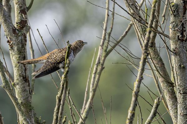 Common Cuckoo