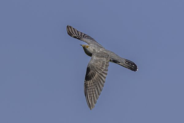 Common Cuckoo