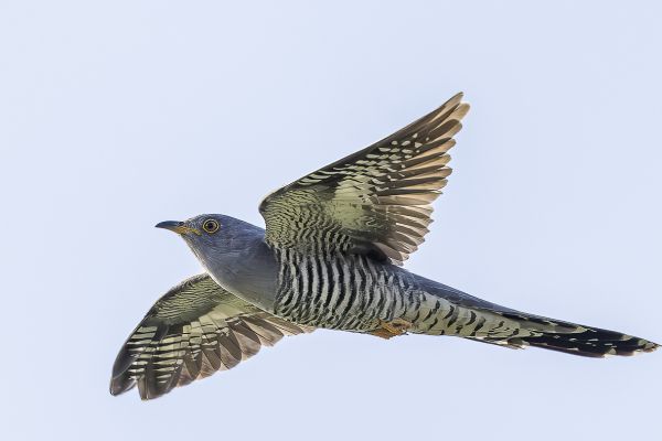 Common Cuckoo
