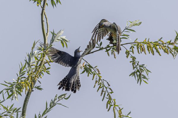 Common Cuckoo