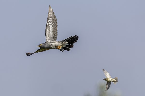 Common Cuckoo