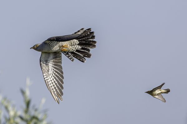 Common Cuckoo